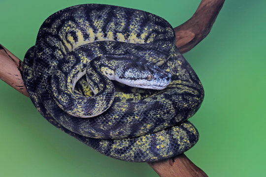 A carpet python snake is wrapping its body on a log.