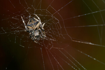 Macrophotographie, Insecte posé sur une feuille