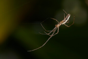 Macrophotographie, Insecte posé sur une feuille