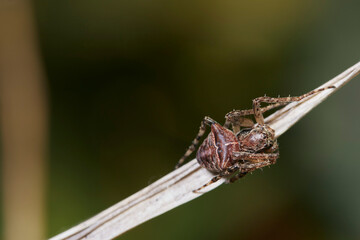 Macrophotographie, Insecte posé sur une feuille