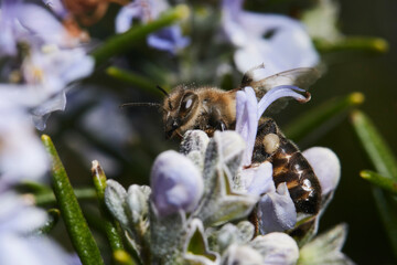 Macrophotographie, Insecte posé sur une feuille