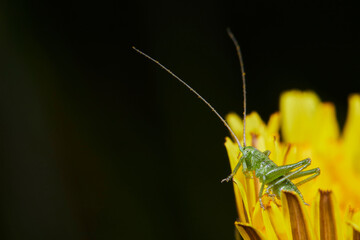 Macrophotographie, Insecte posé sur une feuille
