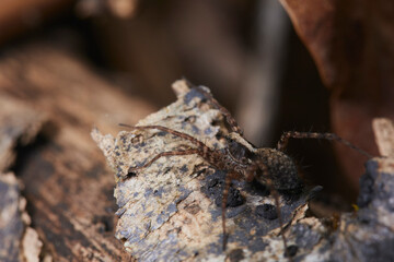 Macrophotographie, Insecte posé sur une feuille