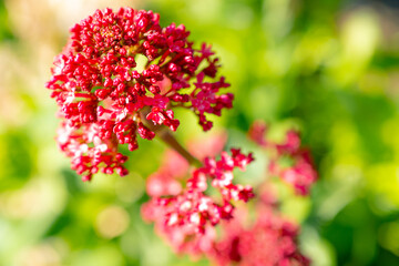 Macro photography view of a fresh Red Valerian plant about to bloom in mid springtime. Located near a garden pond and seen in springtime.