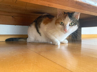 Fototapete bei efototapeten.de bestellen   