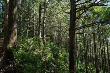 Obraz premium 新緑の森