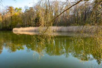 wild pond in spring