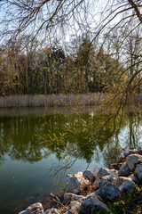 wild pond in spring