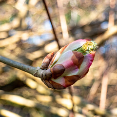 buds and flowers in spring