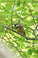 varied tit in a forest