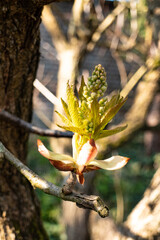 buds and flowers in spring