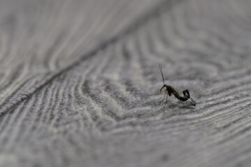 insect on a board