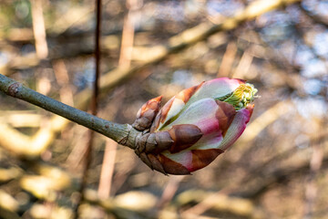 buds and flowers in spring