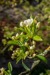 buds and flowers in spring