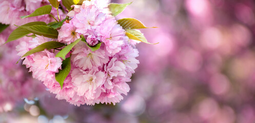 Branch of pink flowers of sakura tree on blurred background. Floral background for greeting card, banner with place for text. Branches of blossoming cherries macro with soft focus.