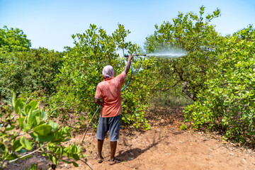 Cashewnut spraying pesticides Agriculture land