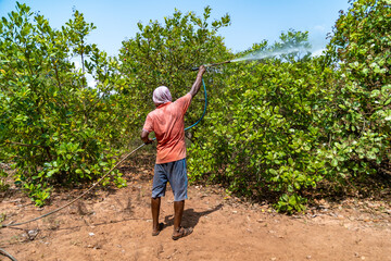 Indian Farmer spraying pesticides on Cashewnut field Agriculture