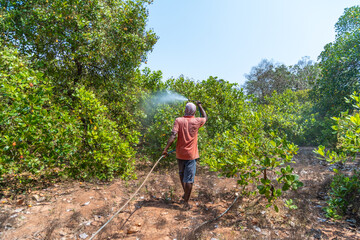 Indian Farmer spraying pesticides on Cashewnut field Agriculture