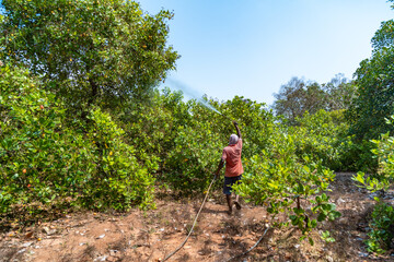 farmers spraying pesticide in cashew field