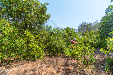 Indian Farmer spraying pesticides on Cashewnut field Agriculture