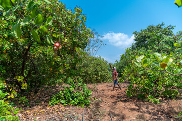 Fototapeta na wymiar Cashewnut spraying pesticides Agriculture land