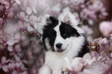 Amazing Yakutian Laika dog breed