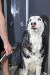 Washes cute wet funny dog Siberian Husky