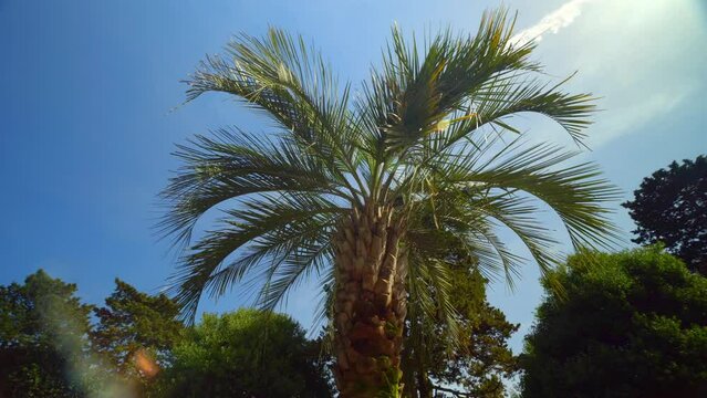 View of a palm tree under a sunny blue sky. Wide shot of driving with a camera looking at a palm tree. Tropical holidays. Camera movement in a circle, rotation. A heavenly place to relax. park.