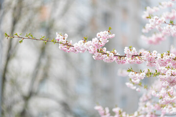 pink flowers on a tree. Sakura blossoms