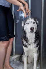 The owner washes her cute dog Siberian Husky