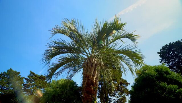 perfect palm trees against a beautiful blue sky. rotation of camera is a view from bottom against background of blue sunny sky. Relaxation and warmth. Relaxing under palm trees. A heavenly place.