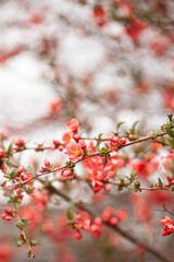 japanese quince chaenomeles japonica branches with beautiful flowers. 
