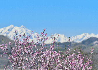 桃の花と青空