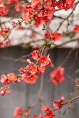 Fototapeta na wymiar japanese quince chaenomeles japonica branches with beautiful flowers. 