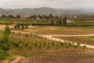 vineyard in region country - Valle de Guadalupe, Mexico