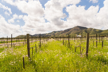 Vineyard field in wine region in Mexico