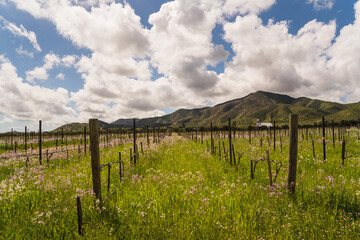 Fototapeta na wymiar Vineyard field in wine region in Mexico