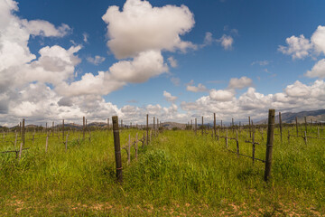 Fototapeta premium Vineyard field in wine region in Mexico