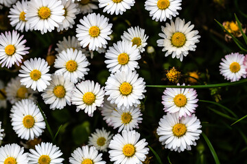 Bellis perennis flower. Daisy blooms in spring © Vlad Ispas