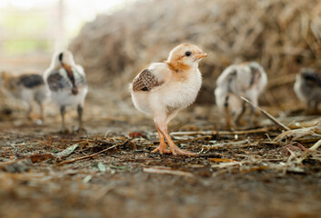 close up of the chicks feeding.
