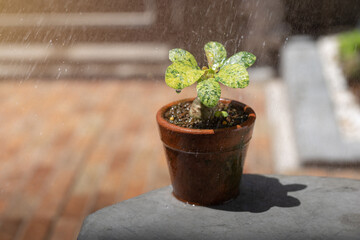 Dorstenia foetida variegata or Dorstenia Plant on the clay pot.