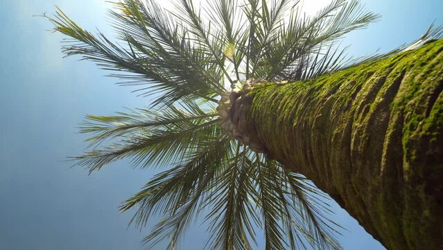 View of a palm tree under a sunny blue sky. Wide shot of driving with a camera looking at a palm tree. Tropical holidays. Camera movement in a circle, rotation. A heavenly place to relax. park.
