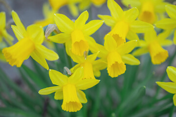 Spring flowers. Close up of daffodil flowers blooming in a garden 