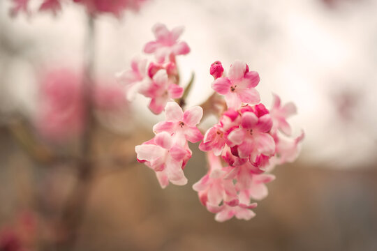 flowers of the blossoming cranberry on a branch in spring, Macro photo of pink inflorescences