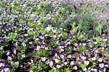 flowers in a flowerbed in the park	
