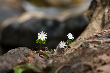 flower on the rocks