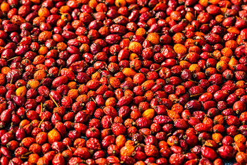 Selective focus on freshly picked rose hips fruits isolated. Background of red rose hip fruits.
