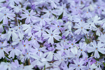 Flower carpet of a light purple cultivar of creeping phlox (Phlox subulata).