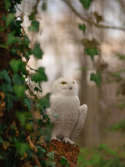 snowy olw sits on a stump in a wild forest
