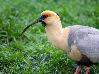 black-faced ibis against the background of green grass